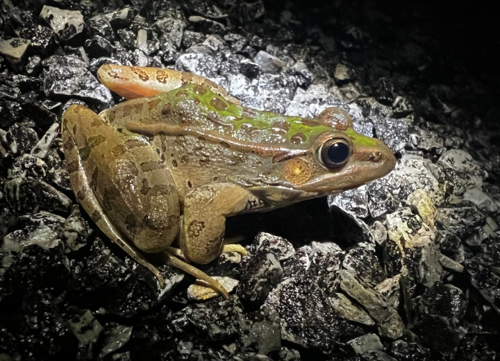 Southern Leopard Frog